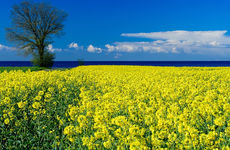 sweden-trelleborg-tree-field